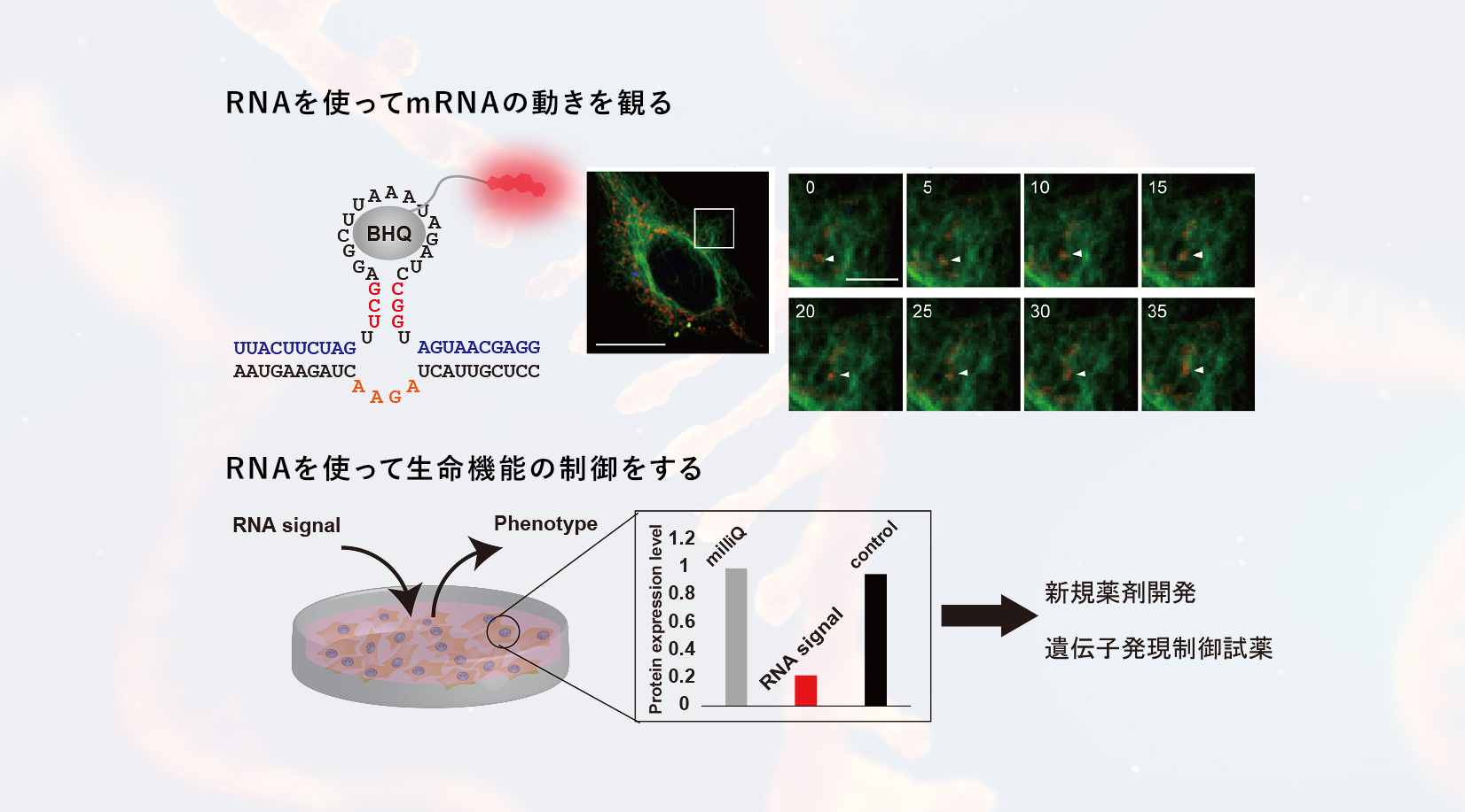 RNAを使って生命現象の謎を解く、生体内反応を制御する