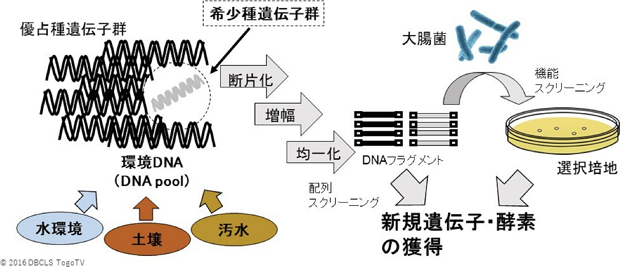 遺伝子探索技術の開発