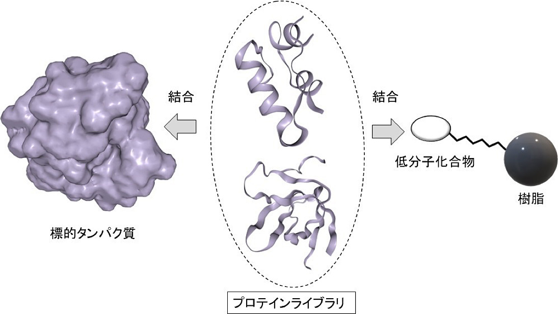 プロテインライブラリ