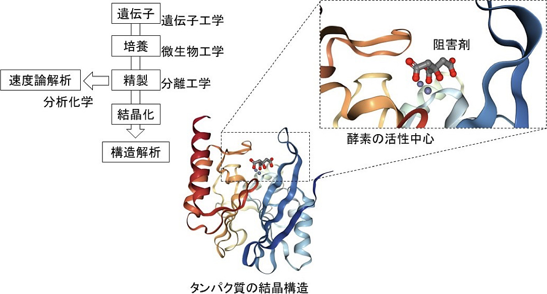 酵素の構造機能解析